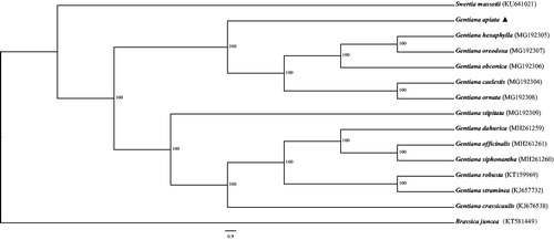 Figure 1. Maximum likelihood (ML) phylogenetic tree based on 15 complete chloroplast genome sequences. The accession numbers are shown in the figure, and the triangle indicates the species G. apiata used in this study.