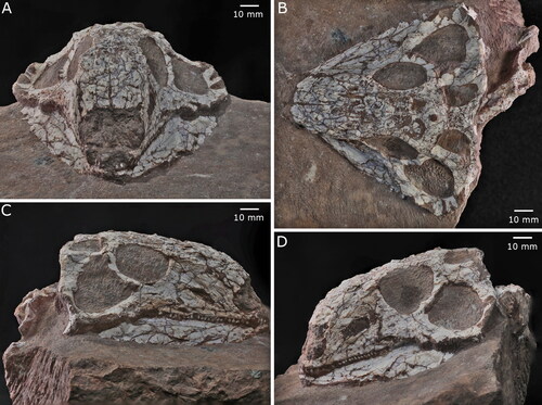 Figure 4. The skull of the second specimen of Yechilacerta yingiangia gen et sp. nov., YLSNHM01791, in (A) frontal, (B) dorsal, (C) right lateral, and (D) left lateral views.