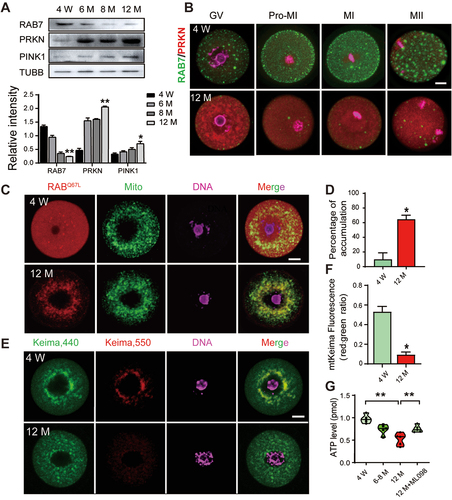 Figure 6. The activation of PRKN-mediated mitophagy pathway and the blockage of mitophagic flux in aged GV oocytes. GV oocytes were collected from PMSG primed mice at 4 W, 6 M, 8 M and 12 M. (A) Western blots of RAB7, PRKN and PINK1 protein levels in oocytes collected from mice at different ages. The expression of TUBB was used as the internal control. Relative density of each protein was shown as compared with TUBB. (B) Co-staining of PRKN and RAB7 in oocytes at different meiotic stages. Green, RAB7; Red, PRKN; Pink, DNA labeled with Hochest 33342. (C) Increased translocation of active RAB7 on mitochondria in aged oocytes. GV oocytes were collected from 4 W and 12 M mice and microinjected with mCherry-Rab7Q67L mRNA (red) in M2 medium containing 2 μM milrinone for 2 h. Mitochondria was labeled with MitoTracker staining (green) and DNA was counterstained with Hochest 33342 (blue). (D) Oocytes with translocation of active RAB7 on mitochondria were counted and shown as percentage of accumulation. n = 20 oocytes in each group. (E) Decreased mitophagy activity in aged GV oocytes. GV oocytes collected from 4 W and 12 M mice were microinjected with mt-Keima mRNAs and hold in 2 μM milrinone for 8–10 h. Images of oocytes were collected at fluorescent emission 550 nm (red) and 440 nm (green), respectively. (F) The ratio of 550:440 per oocyte was used as an index to reflect mitophagic activity. n = 15 oocytes in each group. (G) ATP levels in oocytes collected from different ages. Increased ATP levels was observed when 12 M oocytes were incubated with 1 µM ML098 for 0.5 h. Bars: 20 µm. *, P < 0.05; **, P < 0.01.