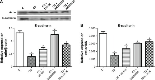 Figure 6 E-cadherin expression at the protein (A) and mRNA (B) levels in lung tissue of rats exposed to the rat smoking model.