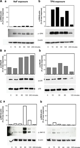 Figure 4 Time-dependent changes of MAPK ERK1/2, p38, and JNK1/2 phosphorylation upon NaF and TPA exposure.Notes: (A) MAPK ERK1/2, (B) p38, and (C) JNK1/2. a549 cells were exposed to (Aa, Ba, and Ca) NaF (3.75 mM) and (Ab, Bb, and Cb) TPA (100 nM) for the time periods indicated. The MAPK phosphorylations were assessed by Western analysis. The phosphorylated ERK1/2 was related to β-actin. Phosphorylated p38 was related to total p38, whereas phosphorylated JnK1/2 was related to β-actin. A typical experiment is shown by Western blot and subsequent optical quantification. Values are expressed in percentage of the maximal phosphorylation observed. The experiment is representative of 3–5 experiments.Abbreviations: NaF, sodium fluoride; ERK, extracellular signal-regulated kinase; TPA, 12-O-tetradecanoylphorbol-13-acetate; max, maximum; JNK, c-jun-N-terminal kinase; MAPK, mitogen-activated protein kinase.