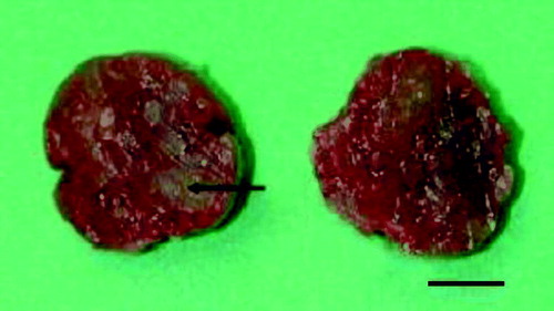Figure 3.  Cross-section of the spleen of an Amazon parrot, showing a multifocal to diffuse necrotic appearance. An example is seen at the arrow tip. Bar = 0.5 cm.