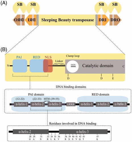 Figure 1. Structure of the Sleeping Beauty transposon system. (A) The Sleeping Beauty (SB) system. The transposase gene (yellow rectangle) is flanked by left and right inverted repeats (IRs) (arrows). Each IR contains two direct repeats (DR), an inner (DRI; orange) and an outer (DRO; brown) to which the transposase (yellow pie) binds at the respective core regions (gray thick line). (B) Domain organization of the transposase: The transposase consists of an N-terminal, DNA-binding domain (PAI + RED), a nuclear localization signal (NLS), an interdomain linker and a C-terminal, catalytic domain (CD). The CD has a clamp loop with a glycine strip (GGG) and three conserved catalytic residues (DDE). Both PAI and RED domains contain three alpha-helices and are separated from each other by a GRRR AT-hook motif. Numbers in the lowest panel represent residues that directly interact with the DNA. A color version of the figure is available online (see color version of this figure at www.informahealthcare.com/bmg).