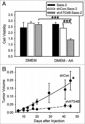 Figure 2. ATG4B is essential for cell survival under amino acid starved conditions and osteosarcoma tumor growth. (A) Saos-2, shCon-Saos-2, and shATG4B-Saos-2 cells were incubated in DMEM-based medium with or without amino acids. After 48 h, cell viability was quantified by MTT-based assays. The values represent the mean ± SEM (n = 8). ***P < 0.001 (B) Two groups of 5 immunodeficient nu/nu female mice were injected subcutaneously with 6 × 106 shCon-Saos-2 or shATG4B-Saos-2 cells and the tumor dimensions measure over time. The volumes (cm3) represent the mean ± SEM (n = 5). The statistical difference is based on the data points that generated the trend line. *P < 0.05.