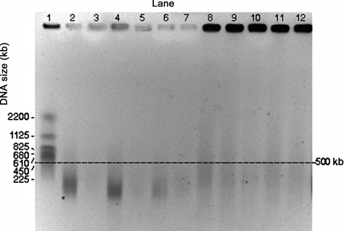 FIG. 4 PFGE gel images of E. coli genomic DNA collected by the impactor and the WWC collector from air at a temperature of 46°C. Darkness of the wells is an indication of the amount of relatively intact DNA in each lane. Lane 1: S. cerevisiae marker. Lanes 2 and 3: Impactor, 10 min collection during aerosolization period (for all the impactor samples, even numbered lanes are the first wash and odd numbered lanes the second wash). Lanes 4 and 5: Impactor, 10 min collection with 50 min additional operation. Lanes 6 and 7: Impactor, 10 min collection with 110 min additional operation. Lanes 8–11: WWC collector hydrosol sample, 10 min collection during aerosolization period with 2 min additional operation for flushing. Lane 12: E. coli stock suspension.