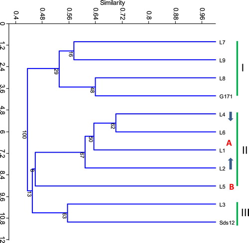 Figure 1. Unweighted pair group method arithmetic average (UPGMA) dendrogram for eleven wheat genotypes based on the allelic data of 33 SSR and 31 EST-SSR combinations.