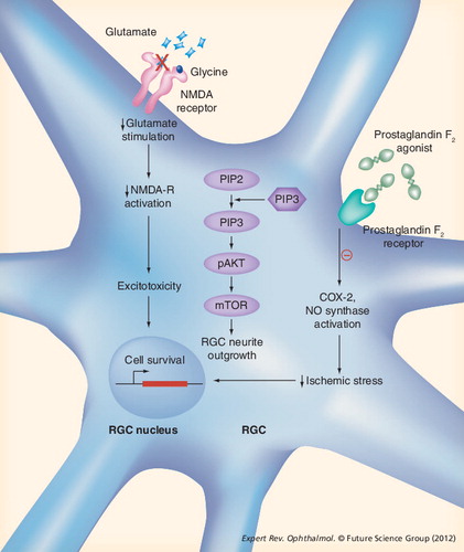 Figure 3. Possible neuroprotective mechanisms of prostaglandin F2 receptor agonists on retinal ganglion cells.Evidence suggests a role for prostaglandin agonists in reducing excitotoxic stress. Direct binding of prostaglandin receptors on RGCs could reduce COX-2-mediated induction of nitric oxide synthase.NMDA-R: NMDA receptor; RGC: Retinal ganglion cell.