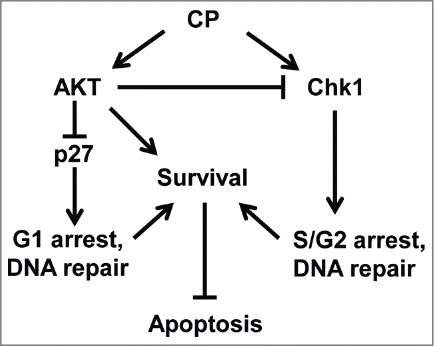 Figure 11. Proposed model (see discussion for details).