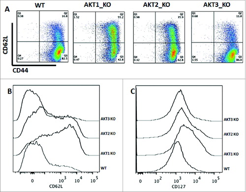 Figure 4. The absence of Akt1 and Akt2 isoforms, but not Akt3, preserves the TCM phenotype. Enriched CD8+ T cells from Akt1, -2, and -3 KO and WT mice were stimulated with anti-CD3 (1 μg/mL) and co-stimulated with anti-CD28 (2.5 μg/mL) antibodies. The phenotype of the cells was assessed on Day 7. The gated cells were viable (7AAD-) CD8+. (A) In this representative example, WT CD8+ T cells consisted of 83% TEM cells (CD62LloCD44hi). Akt1 KO CD8+ T cells consisted of 55% TCM cells (CD62LhiCD44hi), with 43% of the cells being TEM cells. Akt2 KO CD8 T cells consist of 36% TCM and 63% TEM cells. Akt3 KO CD8+ T cells consisted of 86% TEM cells, whereas only 12% were TCM cells. (B) Akt1 KO cells express a higher level of CD62L than Akt2 KO cells, which in turn express higher levels of these markers than WT and Akt3 KO cells that express similar levels. (C) Akt1 KO cells express a higher level of CD127 than Akt2 KO cells, which in turn express higher levels of these markers than WT and Akt3 KO cells that express similar levels.