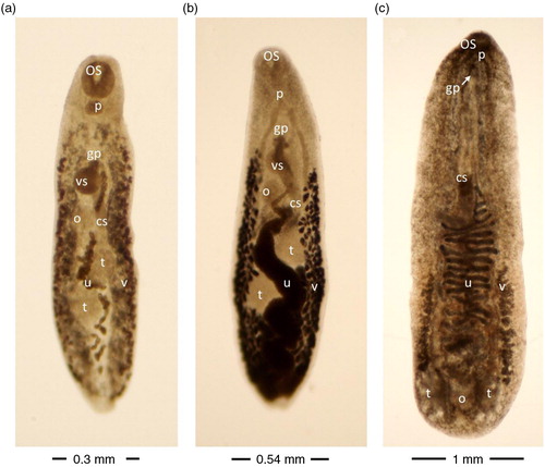 Fig. 3 Plagiorchis muris (a), Plagiorchis proximus (b) and Notocotylus imbricatus (c) isolated from wild rats. Unstained trematodes (a and b ventral view, c dorsal view) as seen with enhanced contrast microscopy. cs cirrus sac, gp genital pore, o ovarium, os oral sucker, p pharynx, t testis, u uterus, vs ventral sucker, v vitellaria.