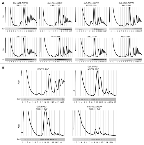 Figure 5 Nop19p and U3 processome assembly. (A) Depletion of Nop19p in yeast does not affect the incorporation of components of the UTP-A, UTP-B or UTP-C modules within preribosomes. Strains expressing TAP-tagged versions of Utp17p, Pwp2p, Utp22p or Rrp5p that were otherwise WT or expressing 3HA-Nop19p under the control of the GAL1 promoter were transferred from galactose- to glucose-based medium and grown for 3 h. Total extracts prepared from these cells were sedimented through sucrose gradients. Western blot experiments were carried out using rabbit PAP to detect TAP-tagged proteins in the different fractions. (B) Sedimentation profile of Nop19-TAP in WT cells (upper left part) or in cells lacking Utp17p (upper right part), Pwp2p (lower left part) or Rrp5p (lower right part). The GAL1::UTP17, GAL1::PWP2 and GAL1::RRP5 strains expressing Nop19-TAP were shifted from galactose- to glucose-containing medium and grown for 14 h, to deplete the corresponding proteins. As a control, the Nop19::TAP strain grown in the presence of glucose was used. Total extracts prepared from these cell samples were sedimented through sucrose gradients. The proteins contained in each fraction were analyzed by western blotting using PAP antibodies to detect Nop19-TAP.