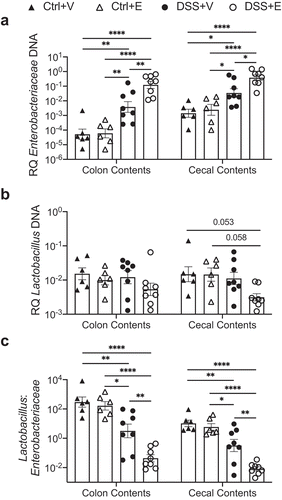 Figure 1. Increased Enterobacteriaceae and decreased Lactobacillus in large intestine and cecal contents of DSS+Ethanol mice. Cecal and colon contents were harvested from mice after euthanasia on day 7, 3 hours after gavage, followed by DNA isolation, qPCR, and determination of bacterial RQ for (a) Enterobacteriaceae, (b) Lactobacillus, (c) Lactoabacillus:Enterobacteriaceae. Bars display mean ± SEM, with each symbol representing data from one mouse. RQ: Relative Quantity. Statistics by One-Way ANOVA with Tukey post-hoc test. n = 6–8 per group. * p < .05, ** p < .01, **** p < .0001