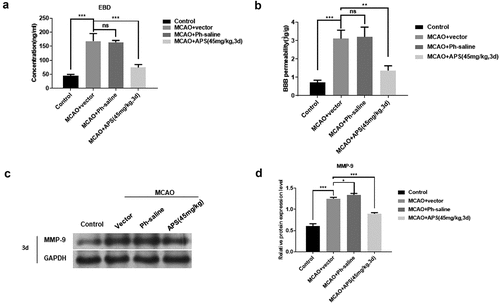 Figure 6. APS contributes to maintain the integrity of BBB A&B: EBD of cortex of rat in control group, MCAO group, MCAO+normal saline group, MCAO+APS low-dose group or MCAO+APS high-dose group; C: Western blot analysis of MMP-9 expression of rat cortex in control group, MCAO group, MCAO+normal saline group, MCAO+APS low-dose group or MCAO+APS high-dose group, indicated antibodies were added during Western blot; D: Statistical analysis of P2X7R expression levels based on Western blot results. Data were representative of three independent experiments, and analyzed by unpaired t-test. The error bars indicate SD. *P < 0.05; **P< 0.01; ***P< 0.001.