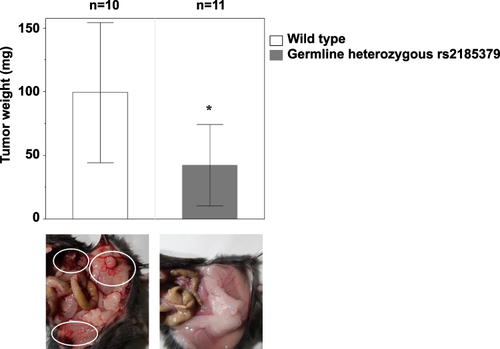 Figure 1 Intraperitoneal disseminated ID8 tumors were decreased in mice with germline heterozygous PRDM1 rs2185379. The upper bar graph shows the sum of the tumor weights, and data are shown as the mean±SD. The bottom images show representative images of the abdominal cavity in wild type and germline heterozygous rs2185379 mice (white border, representative tumors in the wild type mouse). *Indicates statistical significance (P<0.05).
