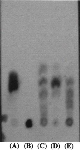 Figure 4 Thin-layer chromatogram of the enzymatic hydrolyzing products of sweet potato starch by pure α‐amylase, β-amylase, and purified amylase from honeydew honey. See sample nomenclature in Figure 3