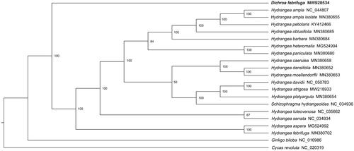 Figure 1. Maximum likelihood phylogenetic tree based on whole chloroplast genome sequences from 19 Hydrangeeae species with Ginkgo biloba (NC_016986) and Cycas revoluta (NC_020319) as outgroups. Bootstrap support values are shown above each branch. D. febrifuga is marked by bold font.