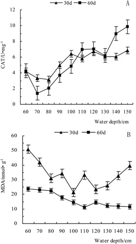 Figure 4. The effect of water depth on CAT activity and MDA content.