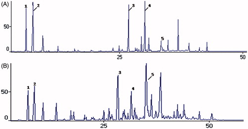 Figure 1. Chromatograms obtained by GC/MS for analysis of the chemical composition of essential oils of Glechon spathulata, before and after sunlight exposition. Note: Essential oil of G. spathulata before (A) and after (B) sunlight exposition. Peak 1 – α- pinene; 2 – β-pinene; 3 – β-caryophyllene; 4 – Bicyclogermacrene; 5 – Spathulenol.