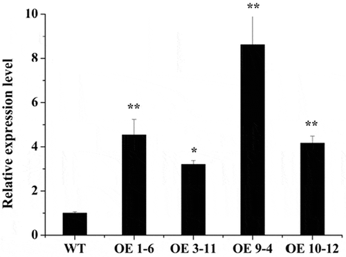 Figure 1. Relative expression level of CbADH1 in homozygous seedlings. Data presented are the mean values of triplicate independent experiments ± SD, and asterisks indicate the significant differences in the expression level compared to WT.(*p < .05, **p < .01, t-test, Tukey)Citation2.