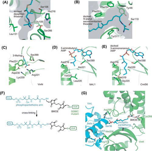 Fig. 3. The crystal structures of macrolactam biosynthetic enzymes.