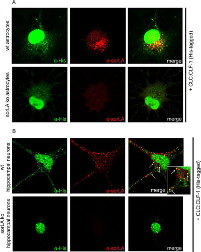 FIG 4 Uptake of CLC:CLF-1 is impaired in sorLA-deficient astrocytes and hippocampal neurons. (A) Astrocytes isolated from wt and from sorLA KO mice were incubated with His-tagged CLC:CLF-1 (40 nM at 37°C). The cells were then washed prior to fixation and finally permeabilized before staining with mouse anti-His and rabbit anti-sorLA antibodies. Alexa Fluor 488-conjugated donkey anti-mouse and Alexa Fluor 568-conjugated goat anti-rabbit antibodies were used as secondary antibodies. (B) Uptake of His-tagged CLC:CLF-1 in wt and sorLA KO mouse hippocampal neurons. The cells were incubated with CLC:CLF-1, fixed, and stained with anti-His and anti-sorLA antibodies as described above.