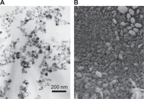 Figure 2 PEI-As2O3/MZF as seen by TEM (A) and SEM (B).Abbreviations: PEI, polyethyleneimine;TEM, transmission electron microscopy; SEM, scanning electron microscopy.