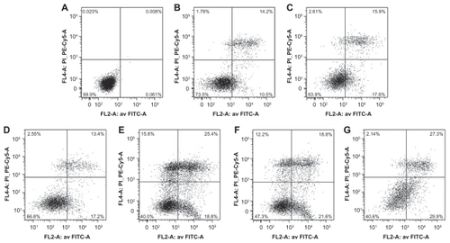 Figure 9 A375 cells apoptosis analyzed by FACScan flow cytometer. (A) Untreated A375 cells were used as controls. (B–G) Pictures are representative results from flow cytometry of propidium iodine and Annexin V-FITC-stained A375 cells treated with free DTIC, free DR5 mAb or DTIC-NPs, DTIC-NPs + DR5 mAb, DTIC + DR5 mAb, DTIC-NPs – DR5 mAb (loaded with the same amount of DTIC and DR5 mAb for 72 hours).Abbreviations: DTIC, dacarbazine; mAb, monoclonal antibody; NPs, nanoparticles; FITC, fluorescein isothiocyanate.