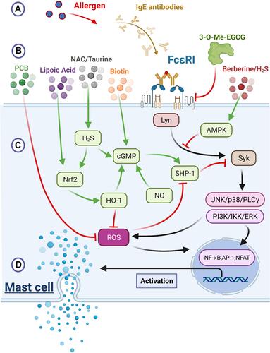 Figure 1 Mast cell activation: environmental stimulants, membrane receptors, intracellular signaling pathways and degranulation.