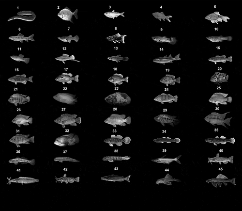 Figure 1. Freshwater fish species found in reservoirs and rivers of the Island of Puerto Rico. Species lengths are to scale between species in these images. Anguilla rostrata (1), Myleus rubripinnis (2), Dorosoma petenense (3), Carassius auratus (4), Pethia conchonius (5), Gyrinocheilus aymonieri (6), Gambusia affinis (7), Poecilia latipinna (8), Poecilia reticulata (9), Poecilia vivipara (10), Poecilia sphenops (11), Xiphophorus hellerii (12), Xiphophorus maculates (13), Agonostomus monticola (14), Micropterus chattahoochae (15), Micropterus salmoides (16), Lepomis auritus (17), Lepomis macrochirus (18), Lepomis microlophus (19), Archocentrus nigrofasciatus (20), Amphilophus citrinellus (21), Amphilophus labiatus (22), Astronotus ocellatus (23), Cichla ocellaris (24), Herichthys cyanoguttatum (25), Oreochromis aureus (26), Oreochromis mossambicus (27), Oreochromis niloticus (28), Parachromis managuensis (29), Thorichthys meeki (30), Tilapia rendalli (31), Vieja melanura (32), Dormitator maculatus (33), Eleotris perniger (34), Gobiomorus dormitor (35), Awaous banana (36), Sicydium plumieri (37), Sicydium punctatum (38), Pangasius hypophthalmus (39), Clarias gariepinus (40), Ameiurus catus (41), Ameiurus nebulosus (42), Ictalurus punctatus (43), Pterygoplichthys multiradiatus (44), and Pterygoplichthys pardalis (45). There were no available pictures for Sicydium buscki.