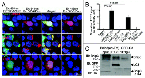 Figure 3. The transmembrane domain of BNIP3 is required for its interaction with LC3 to target mitochondria into autophagosomes. (A) Representative confocal images (630X) demonstrating FRET interaction between BNIP3, BNIP3ΔTM (both tagged with DsRed monomer) and LC3 (tagged with GFP) in HEK293 cells. Cells transfected with DsRed-GFP dual fluorescent constructCitation40 are shown as positive control. Nuclei are blue (Hoechst dye). Images with acquired at the excitation (Ex) and emission (Em) settings indicated and merged as shown. (B) Quantitation of FRET signal in cells treated as in (A) (n = 8/group). Cells transfected with constructs expressing DsRed-monomer and GFP, separately, are shown as negative control. p values are by post-hoc test. (C) 3T3 fibroblasts were co-transduced with adenoviruses coding for FLAG-BNIP3, or HA-BNIP3ΔTM and GFP-LC3 (100 MOI each for 48 h) and extracts subjected to co-immunoprecipitation employing BNIP3, GFP and IgG control antibodies.