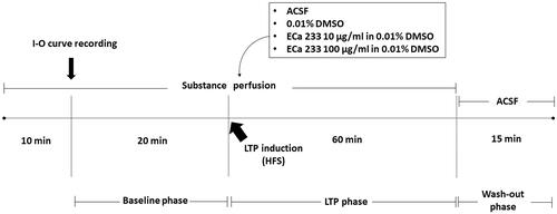 Figure 1. Experimental protocol. After 10 min of acute perfusion with a tested substance (ACSF, 0.01% DMSO, 10 µg/mL ECa 233 in 0.01% DMSO, or 100 µg/mL ECa 233 in 0.01% DMSO), an I-O curve was recorded (the stimulus intensities were varied from 30 μA to 300 μA). Then, the stimulus intensity of half-maximal fEPSP amplitude from the I-O curve was used for the stimulation on the hippocampal slices throughout the experiment. The baseline activity was recorded for 20 min. Then, the HFS was delivered at the same stimulus intensity to evoke LTP, and the activity was continually recorded for 60 min (LTP phase). After 60 min of recording, the solutions were reverted to ACSF, and the activity was continually recorded for 15 min (washed-out phase).