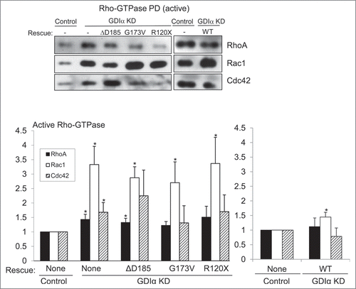 Figure 3. Rac1 remains hyperactivated in presence of mutant GDIα proteins. Active Rac1, RhoA, and Cdc42 were pulled down and immunoblotted in cell lines as shown (A). Bands were quantified by densitometry and normalized to tubulin (as shown in Fig. 4) and to the control cell line (B). Rac1 activity was consistently increased in the GDIα KD and mutant GDIα cells compared to control cells. This hyperactivity was markedly diminished in cells rescued with WT GDIα, but nonetheless remained significantly higher than control. RhoA and Cdc42 activity were also increased in the GDIα KD cells, but they were decreased to control levels in the cells rescued with WT GDIα. There was a general increase in RhoA and Cdc42 activity in the cells expressing the mutant GDIαs; however, due to great variability, only the RhoA hyperactivity in the ΔD185 GDIα was statistically significant, as compared with control cells. The blots shown are representative of at least 3 experiments. *p < 0.05 vs control, n = 3–6.