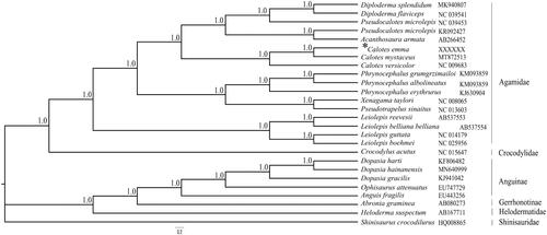 Figure 1. A phylogenetic tree inferred from Bayesian inference of 25 lizards based on 13 protein-coding genes. Node numbers show Bayesian posterior probabilities. The GenBank accession numbers are shown following the names of species.