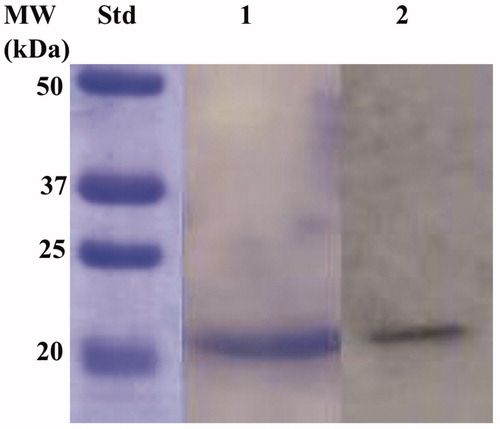 Figure 5. Combined lanes of SDS-Page and Western blot of BteCAι. The affinity purified recombinant BteCAι was subjected to SDS-PAGE (Lane 1) and then electro-blotted and incubated with the anti-HisTag (Lane 2, Panel A). Lane Std, molecular markers.