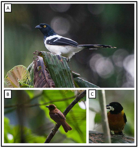 Figure 26. Photo-documentation of avian species during the faunal inventory in the vicinity of Boanamo, Orellana Province, Ecuador, 200–270 m. (A) Adult Magpie Tanager Cissopis l. leverianus; (B) Adult female Fulvous Shrike-Tanager Lanio fulvus peruvianus; (C) Adult male Fulvous Shrike-Tanager carrying prey. Photos H. F. Greeney.