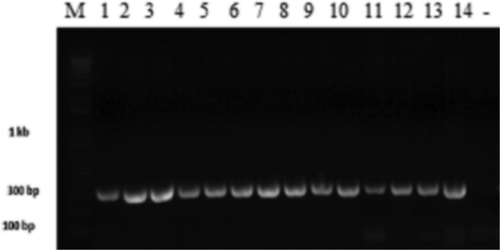 Fig. 2 Gel electrophoresis of the amplified rDNA internal transcribed spacer (ITS) specific region of Verticillium dahliae isolates. Lanes 1–16 are loaded as follows: DNA size marker, PCR products of Vsb 1.2, VSBP7, Vms 3.3, Vmh3.2, VK1.11, Vk1.3, Vcm2, V.hmd, VSB1.1, V30, Vd4, Vz17, VS 1.1G, Vms 3.2, and negative control.