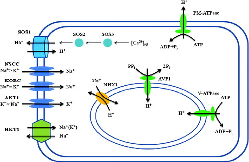 Figure 1. Schematic representation of Na+ transport across the cellular and vacuolar membranes. Na+/K+ homeostasis is established by various specific and non-specific cation channels. High Na+ content enters the cytoplasm through the non-selective cation channels (NSCC), the outward-rectifying K+ channels (KORC) and the high Na+ affinity HKT1 antiporter. Proton gradient across the plasma membrane is established by plasma membrane ATPase (PM-ATPase). Excess Na+ is taken inside the vacuole through vacuolar membrane NHX1. The proton gradient across the vacuolar membrane is established by H+-pyrophosphatase (AVP1) and the vacuolar H+-ATPase (V-ATPase).