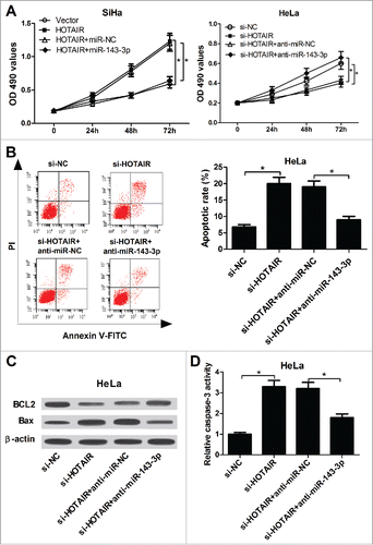 Figure 4. miR-143-3p reversed the promotion of HOTAIR on the growth of cervical cancer cells. (A) The impacts of miR-143-3p on HOTAIR-mediated pro-proliferation, as well as the effects of anti-miR-143-3p on si-HOTAIR-mediated anti-proliferation in SiHa and HeLa cells were determined by MTT assay. (B) The effect of anti-miR-143-3p on si-HOTAIR-mediated pro-apoptosis in HeLa cells was displayed by flow cytometry. (C and D) The regulatory effects of anti-miR-143-3p on BCL2 and Bax expression, as well as caspase-3 activity in si-HOTAIR-transfected HeLa cells.