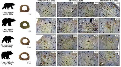 Figure 2. Microstructure of femoral bone in adult brown bears. 1: non-vascular bone tissue, 2: dense Haversian bone tissue, 3: plexiform bone tissue with isolated secondary osteons, orange arrows: lines of arrested growth (LAGs).