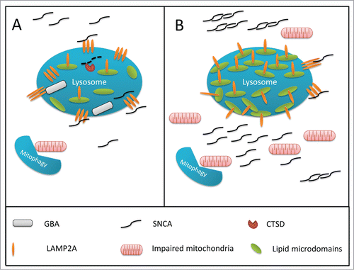 Figure 2. Hypothesized mechanism for GBA-associated lysosomal dysfunction in Parkinson disease. (A) In a normally functioning lysosome, GBA is associated with the inner part of the lysosomal membrane, and degrades glucocerebrosides to glucose and ceramide, thus controlling the proper composition of the membrane. The chaperone-mediated autophagy receptor, LAMP2A, is able to freely move out of lipid rafts, create complexes, and internalize SNCA into the lysosome for degradation. (B) Impaired GBA activity can affect the composition of the membrane, leading to an increased density of lipid rafts on the lysosomal membrane. In this scenario, it is more difficult for LAMP2A to create the complexes required for the internalization of SNCA into the lysosome, leading to SNCA accumulation. This effect of GBA impairment on the lysosomal membrane may interrupt other pathways, and affect macroautophagy and mitophagy, which will lead to the accumulation of damaged mitochondria and increased oxidative stress.