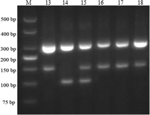 Figure 3. PCR detection of Pi-ta gene. M: 500 bp DNA Marker; lanes 13–18: Amplification results using the Pi-ta marker for R283; restorer line R110, JR10, JR11, JR12, and JR13 using marker.