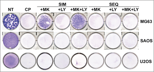 Figure 10. Colony forming ability in OS cells treated with CP, MK2206, and LY either simultaneously or sequentially. U2OS cells were plated at 1.0 × 106 cells/100 mm dish. MG63 and SAOS cells were plated at 1.0 × 105 cells/ well in 6-well dishes, except for the MG63 no treat (NT) condition in which 100 cells were plated. Cells were treated with CP alone (5 μM for MG63, 2 μM for SAOS, 10 μM for U2OS), CP plus 10 μM MK2206, CP plus 0.2 μM LY2603618 or CP plus MK2206 plus LY2603618 eiher simultaneously (SIM) or sequentially (SEQ; MK2206 and LY2603618 added 24 hrs after CP. After 72 hrs, the cells were rinsed 3 times with PBS and then complete media (minus drugs) was added. Cells were allowed to grow for 2 weeks and the plates were then stained with 0.05% Crystal Violet to demonstrate colony formation.