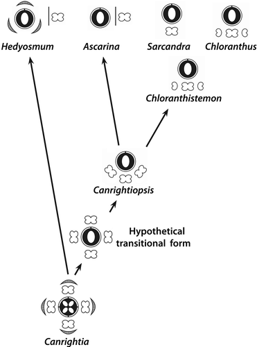 Figure 18. Proposed evolutionary sequence from the bisexual, radial symmetrical and partly epigynous flowers of Canrightia to the bisexual, monosymmetrical and naked flowers of Canrightiopsis, Chloranthus and Sarcandra, illustrating also the three-stamen scenario for the derivation of the tripartite androecium of Chloranthus.