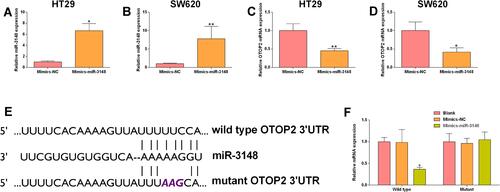 Figure 8 MiR-3148 inversely regulated OTOP2. HT29 and SW620 cells were transfected with Mimics-NC or miR-3148 mimics, and at 24 h after transfection, (A and B) the miR-3148 expression in HT29 (A) and SW620 (B) cells was determined by qRT-PCR assay; (C and D) the mRNA expression of OTOP2 in HT29 (E) and SW620 (F) cells was determined by qRT-PCR assay. (E) The predicted binding positions between miR-3146 and OTOP2 3’UTR. (F) The luciferase reporter activity of reporter vector containing OTOP2 3’UTR (wild type or mutant) in HEK293 cells after being transfected with Mimics-NC or miR-3148 mimics was determined by Dual-Luciferase reporter assay. N = 3, *P<0.05 and **P<0.01 compared to Mimics-NC group.