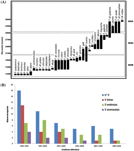 Figura 2. Distribución espacial de alfa-diversidad de ranas Pristimantis de la subcuenca del Upano. (A) Bandas de amplitud altitudinal de 36 especies de Pristimantis. (BMB) Bosque Montano Bajo; (BNM) Bosque de Neblina Montano; (BMA) Bosque Montano Alto. (B) Histograma de valores de riqueza (S′) de ranas Pristimantis en seis rangos altitudinales. (N°S′) número de especies; (S′ únicas) número de especies únicas del rango; (S′ endémicas) número de especies endémicas; (S′ amenazadas) número de especies amenazadas.