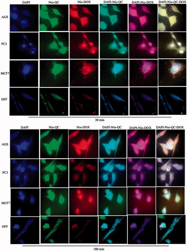 Figure 12. Cellular uptake images of AGS, PC3, MCF7 and HFF cells, incubated with Nio- DOX and Nio-QC for 30 min and 180 min.