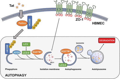 Figure 8. Schematic of Tat-mediated induction of the BBB disruption via autophagy.