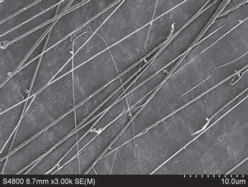 Figure 7. SEM of nanofibers from PLGA-SF NCs prepared at a throw distance of 15 cm and rotational velocity of 2000 r/min. Nanofibers exhibit an orderly alignment and good orientation, but a number of nanofibers are broken.