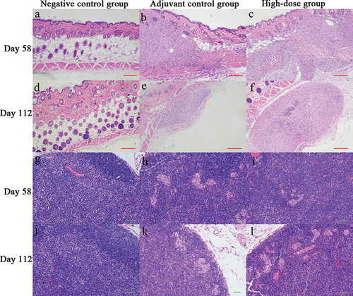 Figure 4. Pathological results of inoculation site skin and inguinal lymph nodes.
