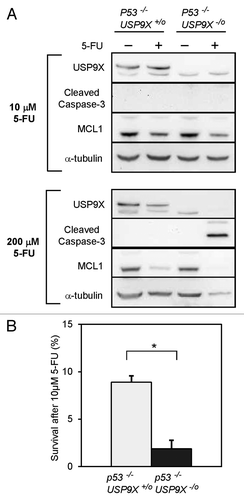 Figure 5. Apoptosis and survival mediated by USP9X in p53-nullizygous HCT116 cells. (A) Cells of the indicated genotypes were treated with 10 μM or 200 μM 5-FU for 72 h, and then harvested for immunoblot analysis. (B) Clonogenic survival was assessed in USP9X-proficient and -deficient cells, in the p53−/− background, after treatment with 10 μM 5-FU for 72 h. (*p < 0.001).